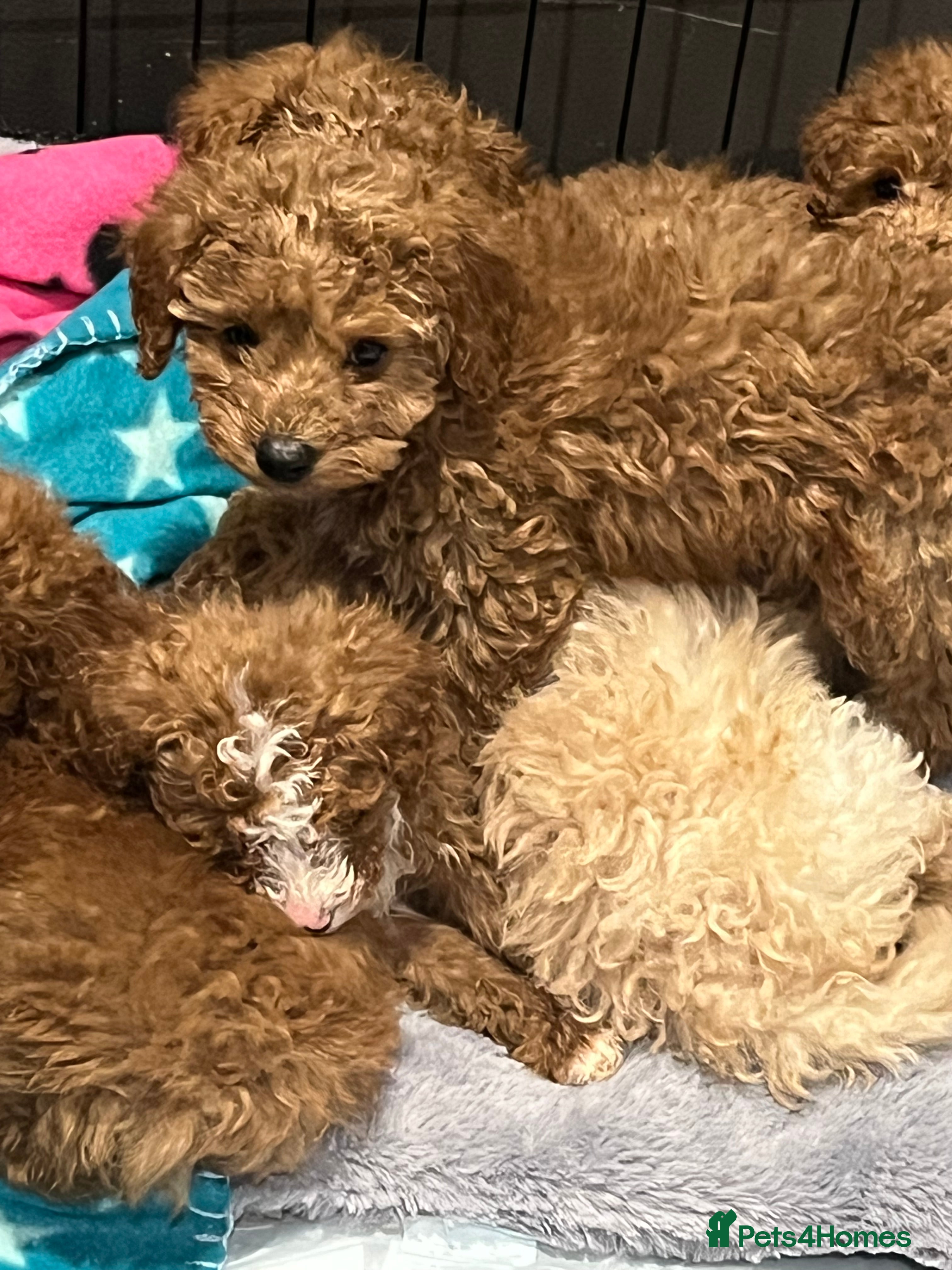 Miniature Poodle dogs Minature poodles (PRA Clear)ready now  - Advert 3