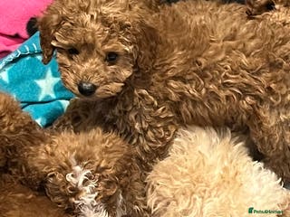 Miniature Poodle dogs Minature poodles (PRA Clear)ready now - Advert 3