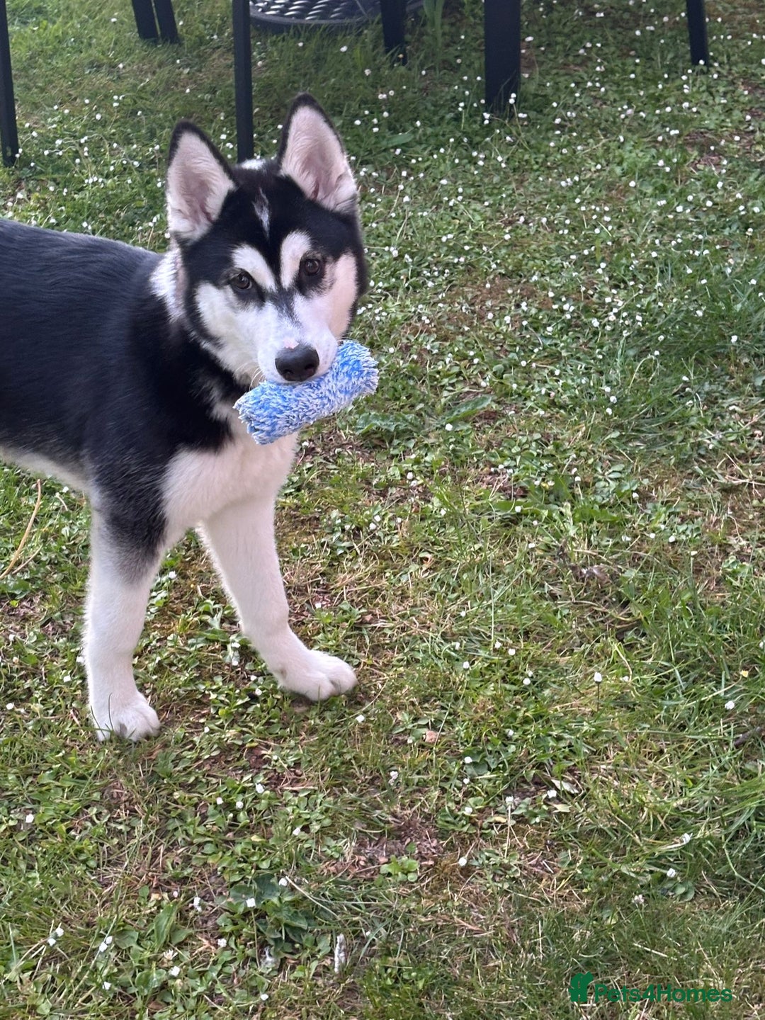 Siberian Husky dogs for sale: Siberian husky 9 months old  - Image 4