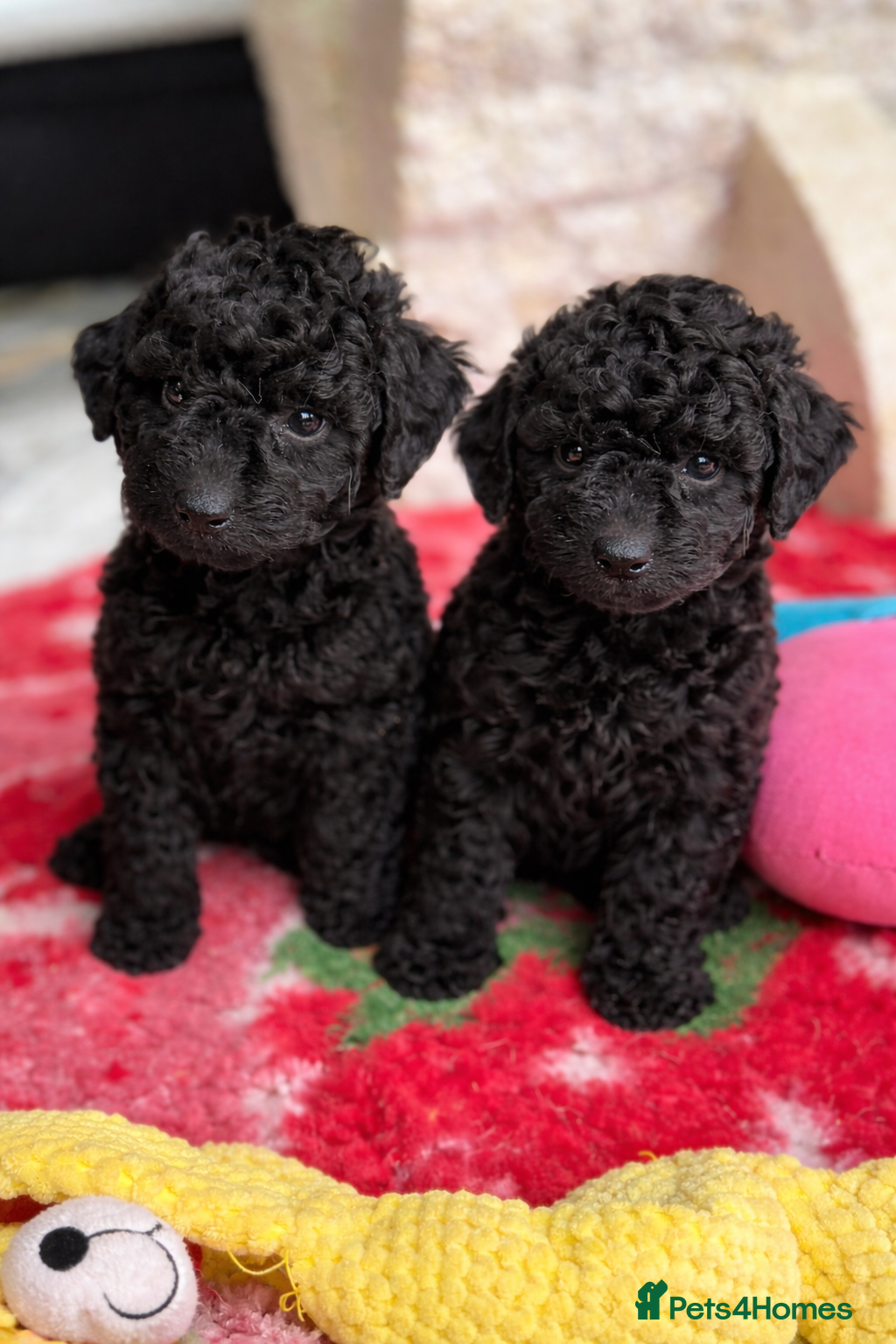 Aussiedoodle dogs Aussiedoodle Puppies ⭐️ - Advert 4