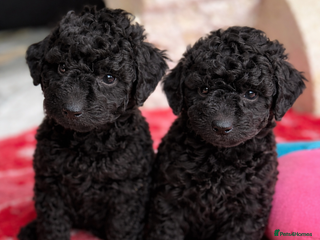 Aussiedoodle dogs Aussiedoodle Puppies ⭐️ - Advert 5