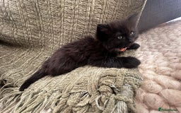 Ragdoll cats for sale: x3 adorable half ragdoll kittens ready to go - Image 3