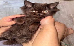 Persian cats for stud: Introducing super stud Snowball  in Leicester - Image 9