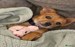 Chihuahua dogs for sale: Chihuahua pup - Image 1