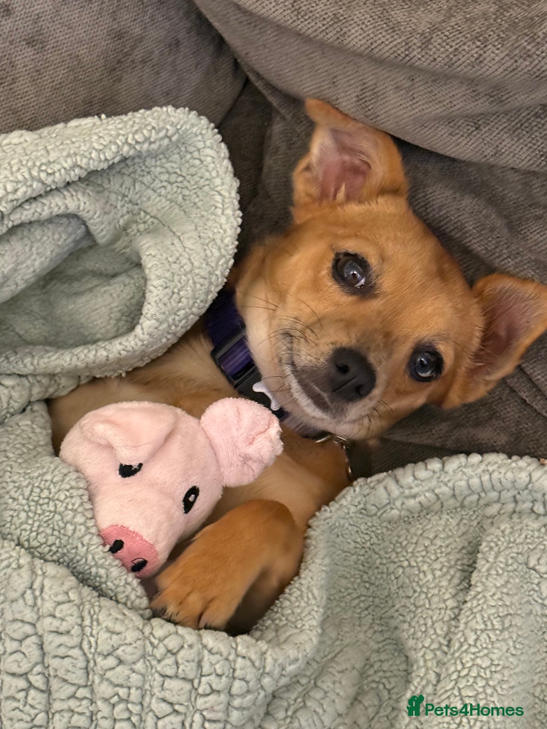 Chihuahua dogs for sale: Chihuahua pup - Image 1