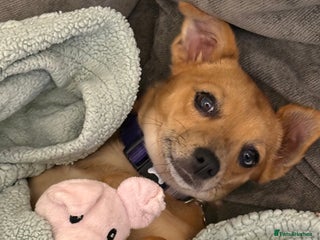 Chihuahua dogs Chihuahua pup - Advert 11