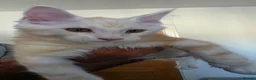 Maine Coon cats for sale: Ready to go maine coon kittens  - Advert 3