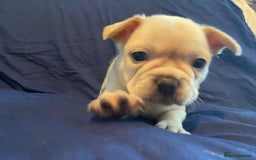 French Bulldog dogs for sale: 7 frenchies £500 to £800 each - Image 12