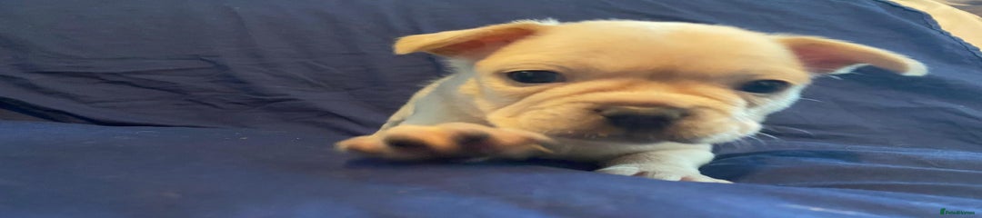 French Bulldog Puppy 2