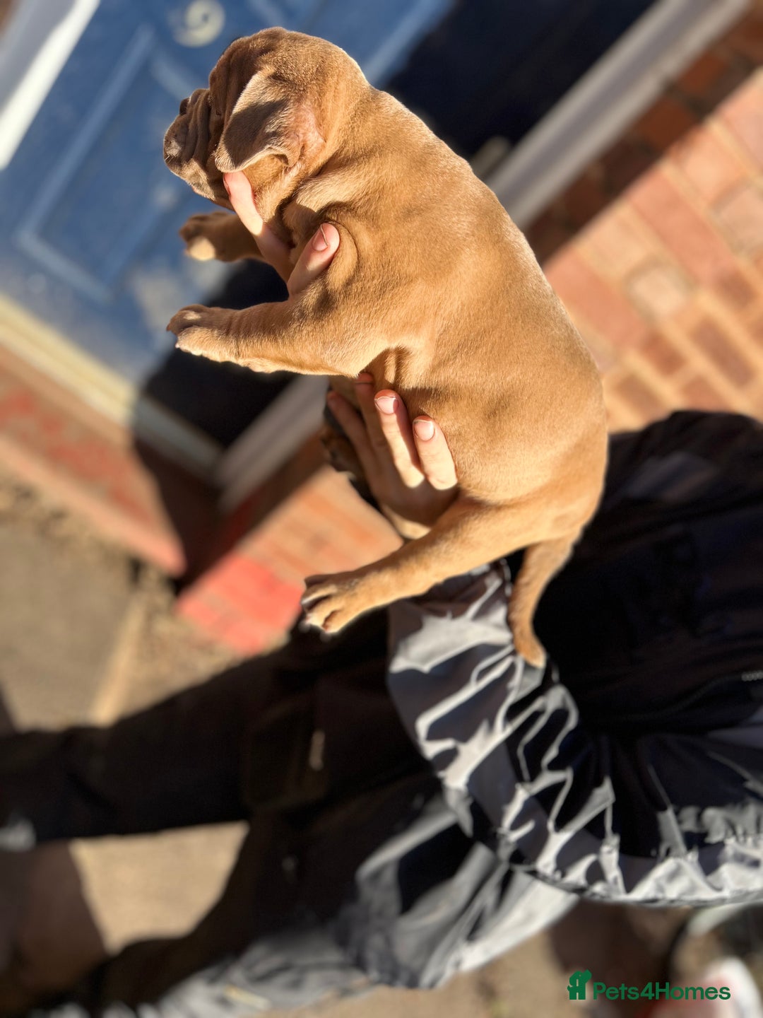 Olde English Bulldogge dogs for sale: 5 stunning olde english bulldogges for sale😍 - Advert 7