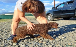 Lagotto Romagnolo dogs for adoption: DOMINO, a superb Lagotto Boy - for a Loving Home in Nottingham - Image 10
