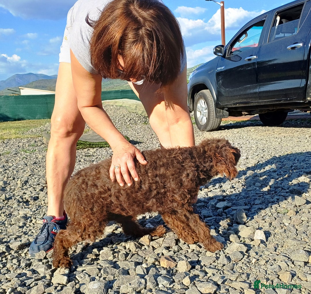Lagotto Romagnolo dogs for adoption: DOMINO, a superb Lagotto Boy - for a Loving Home in Nottingham - Image 10