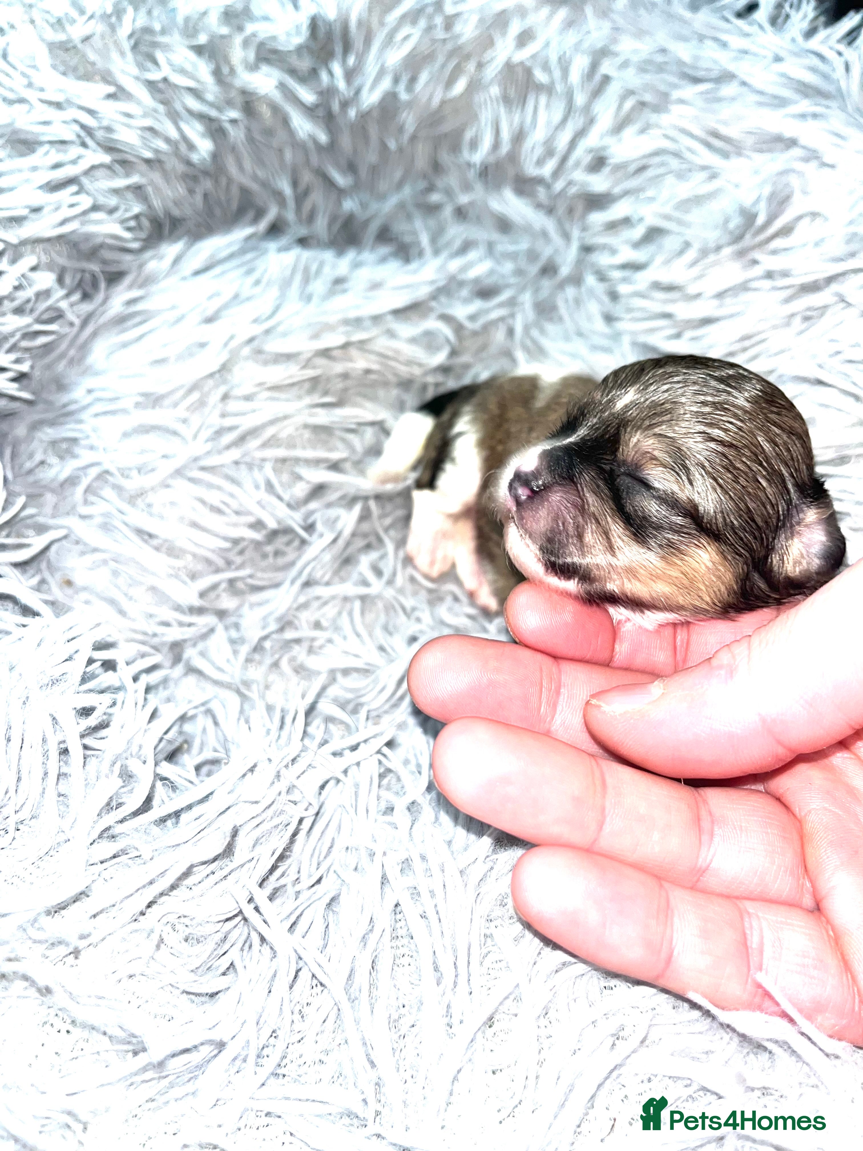 Shihpoo dogs Toy Shihpoo puppies  - Advert 1