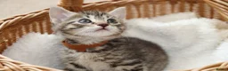 Mixed Breed cats for sale: Adorable Tabby Kittens - Advert 5