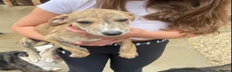 Mixed Breed dogs for sale: Saluki grayhound x kc whippet  - Advert 3