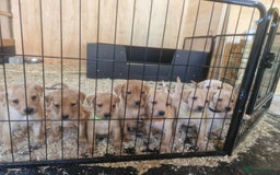 Labrador Retriever dogs for sale: Labrador pups - Image 2