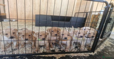 Labrador Retriever dogs - Advert 3