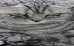 British Shorthair cats for sale: Pedigree silver spotted kittens - Image 3