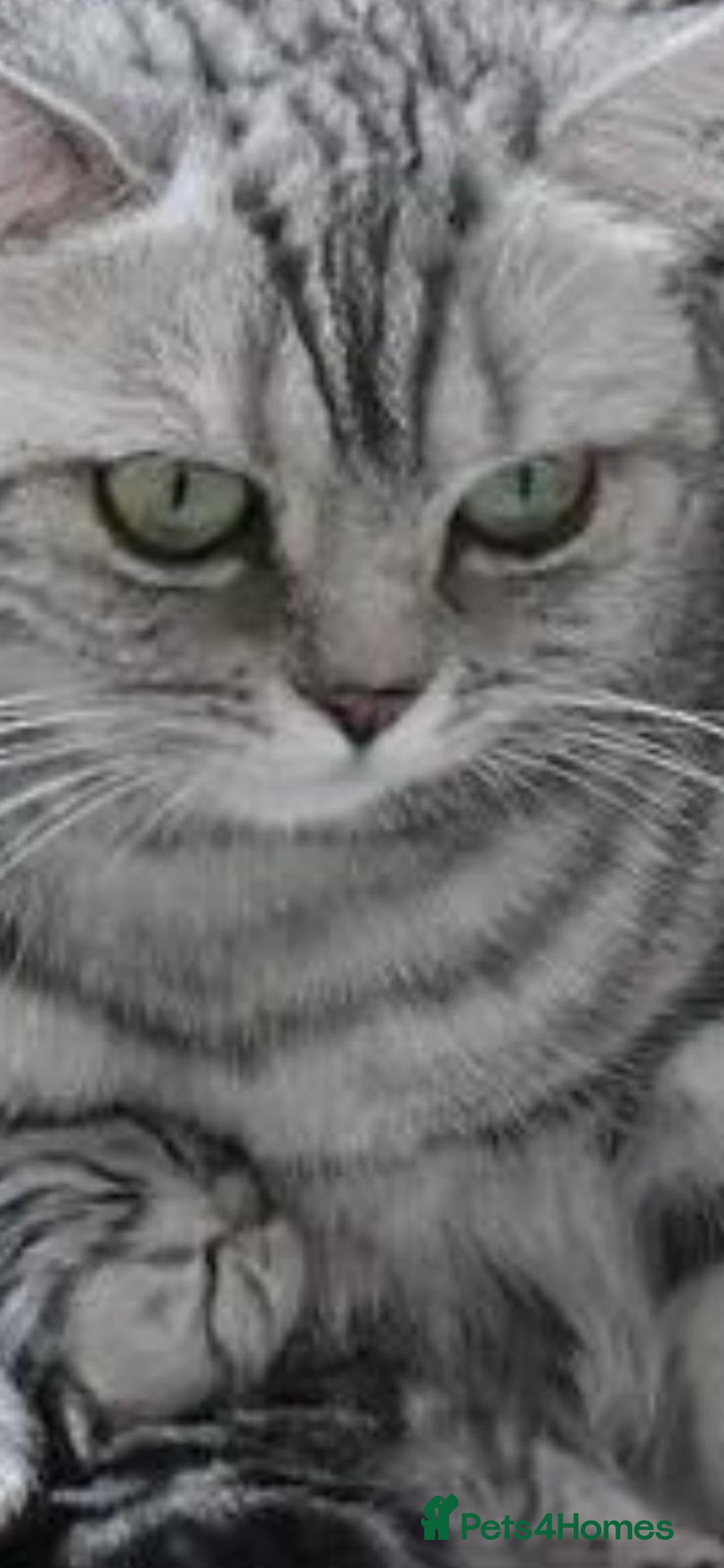 British Shorthair cats for sale: Pedigree silver spotted kittens - Image 3