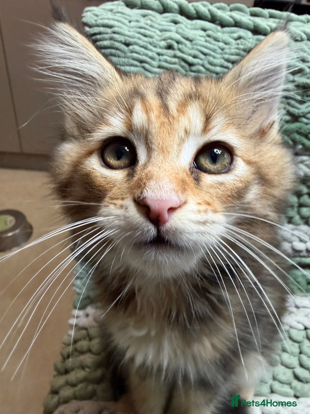 Maine Coon cats for sale: Last Gorgeous Affectionate Maine Coon Cross Kitten - Advert 16