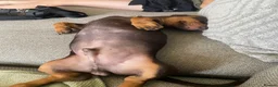 Miniature Dachshund dogs for sale: Male miniture dachshund  - Advert 6