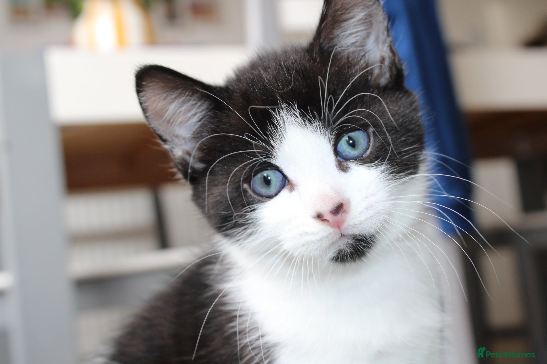 Mixed Breed cats Boy kitten ready to leave  - Advert 3