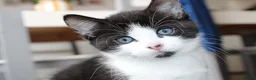 Mixed Breed cats for sale: Boy kitten ready to leave  - Advert 1