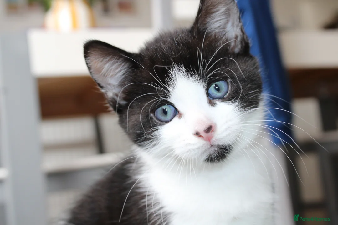 Mixed Breed cats for sale: Boy kitten ready to leave  - Advert 1
