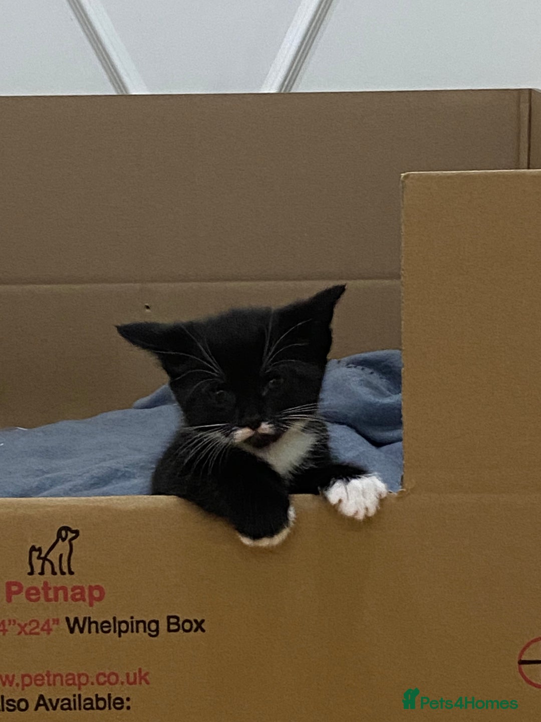 Mixed Breed cats for sale: 3 mixed breed kittens - Image 7