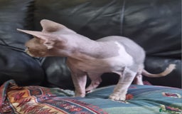 Sphynx cats for sale: Grey/Lilac/Blue half Sphynx, tabby Kittens - Image 6