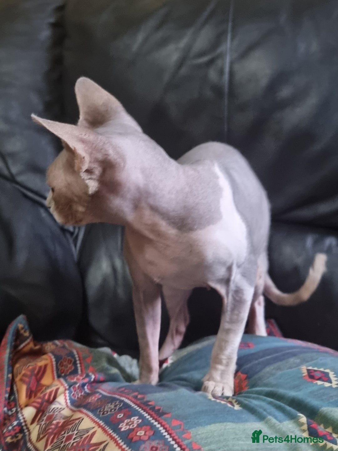 Sphynx cats for sale: Grey/Lilac/Blue half Sphynx, tabby Kittens - Image 6
