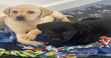 Labrador Retriever dogs - Advert 10