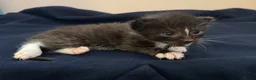Mixed Breed cats for sale: Sphynx cross kittens x6 - Advert 12