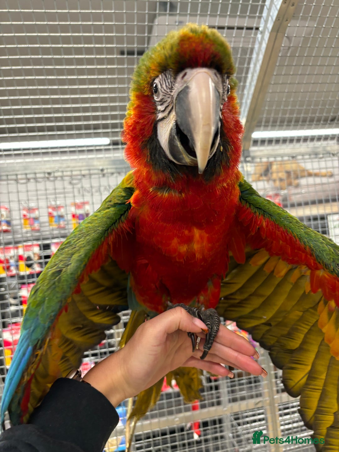 Macaws birds for sale: Gorgeous Harlequin baby handreared macaw - Image 3