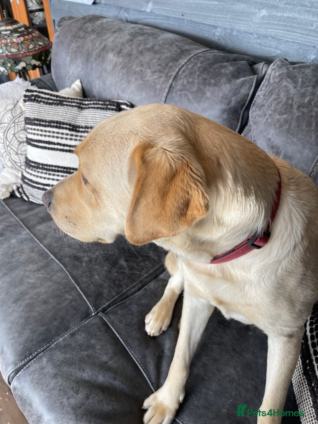 Labrador Retriever dogs for sale: A very gorgeous yellow therapy dog  - Image 6