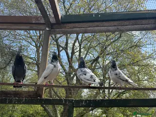 Mixed Breed birds Pakistani high flyers for sale - Advert 14