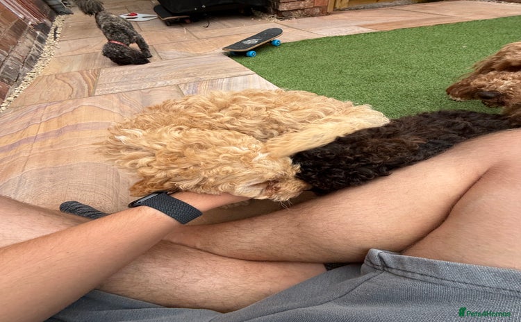 Cockapoo dogs - Advert 5
