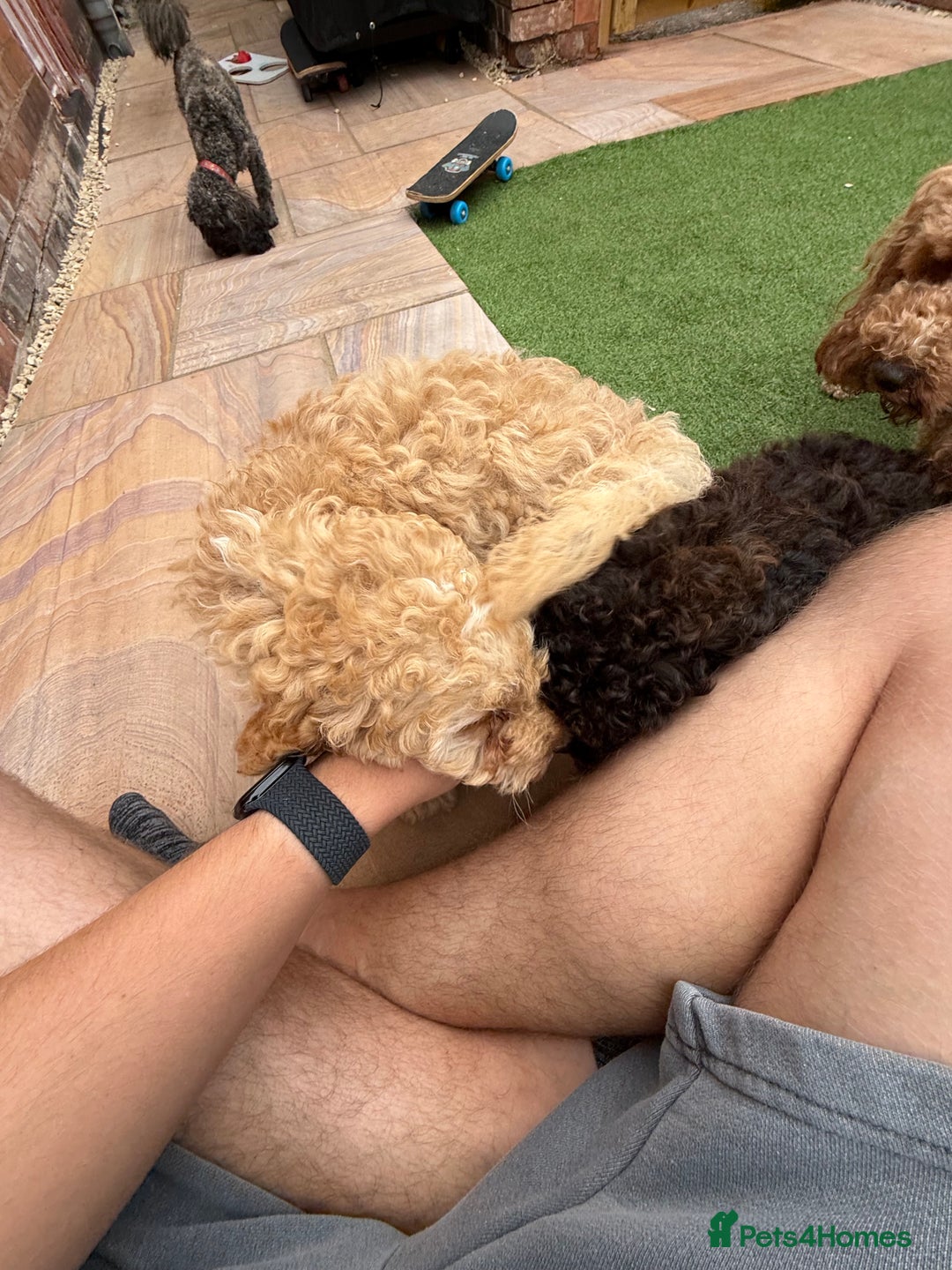 Cockapoo dogs for sale: Toy cockapoo - Image 1