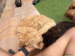 Cockapoo dogs - Advert 20