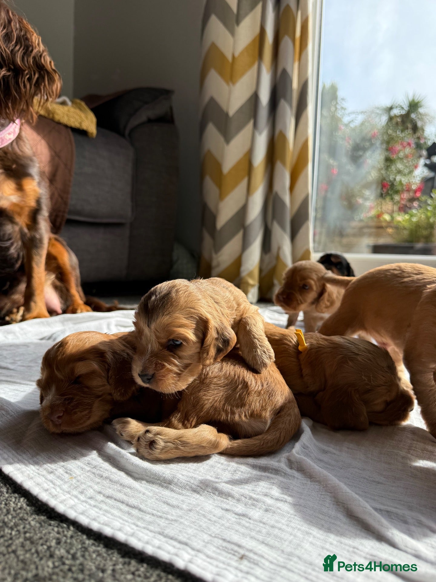 Cocker Spaniel dogs Beautiful Cocker Spaniel Puppies - Advert 1