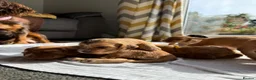 Cocker Spaniel dogs for sale: Beautiful Cocker Spaniel Puppies - Advert 1