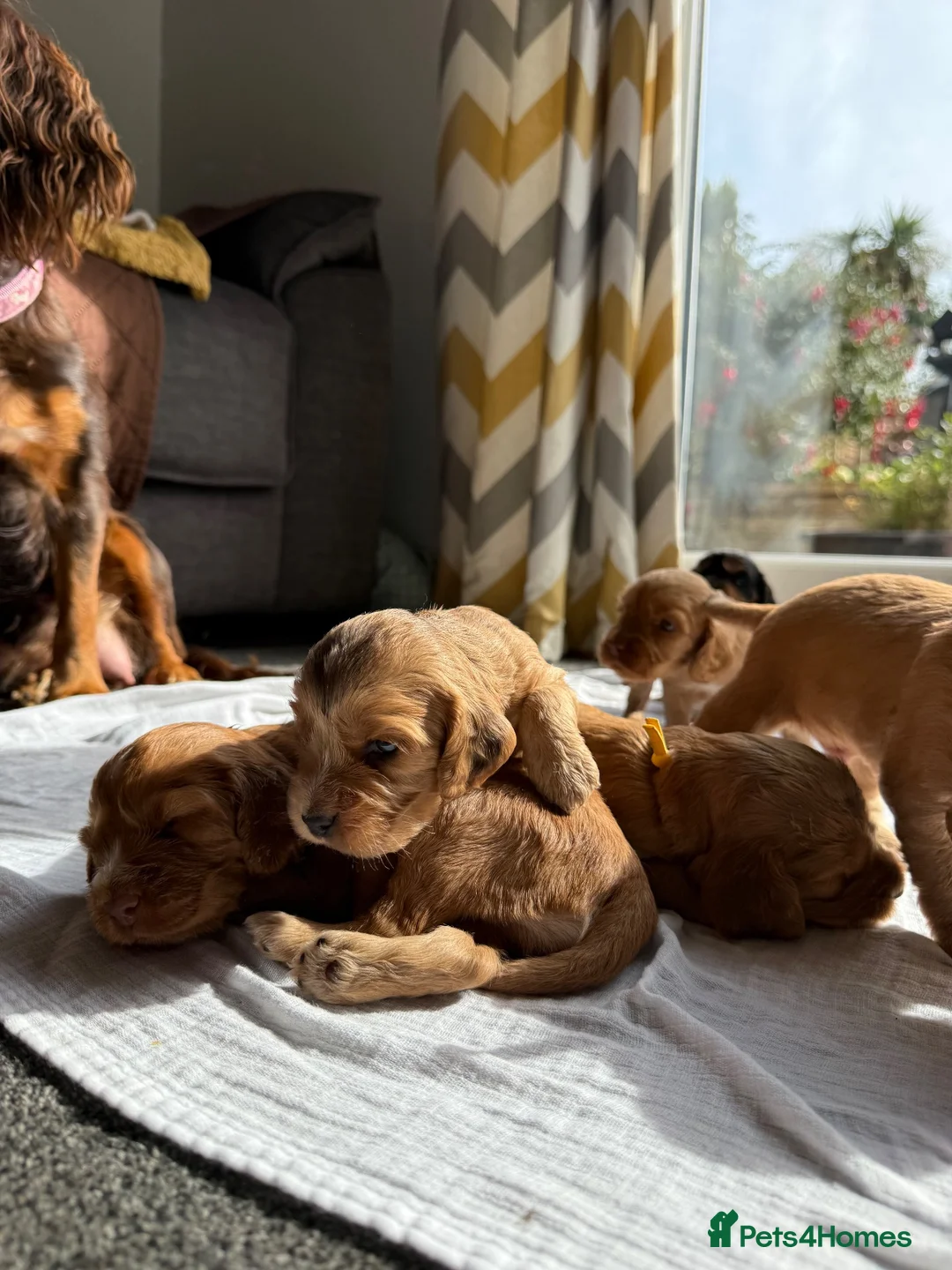 Cocker Spaniel dogs for sale: Beautiful Cocker Spaniel Puppies - Advert 1