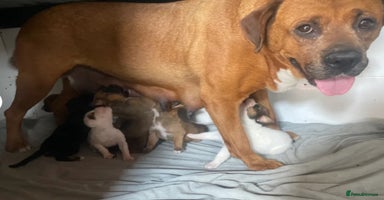 Boxer dogs - Advert 10
