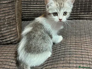 Manx cats RELISTED Manx x Persian kittens - Advert 4