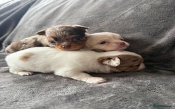 Chihuahua dogs for sale: Long hair chihuahua puppies  - Image 11
