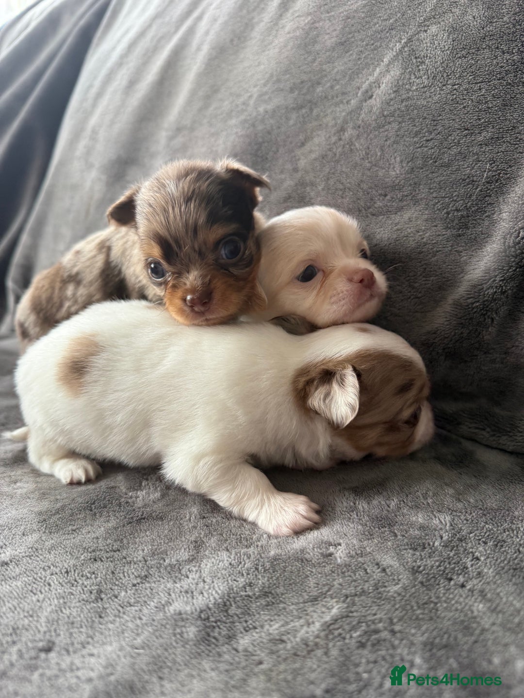Chihuahua dogs for sale: Long hair chihuahua puppies  - Image 11