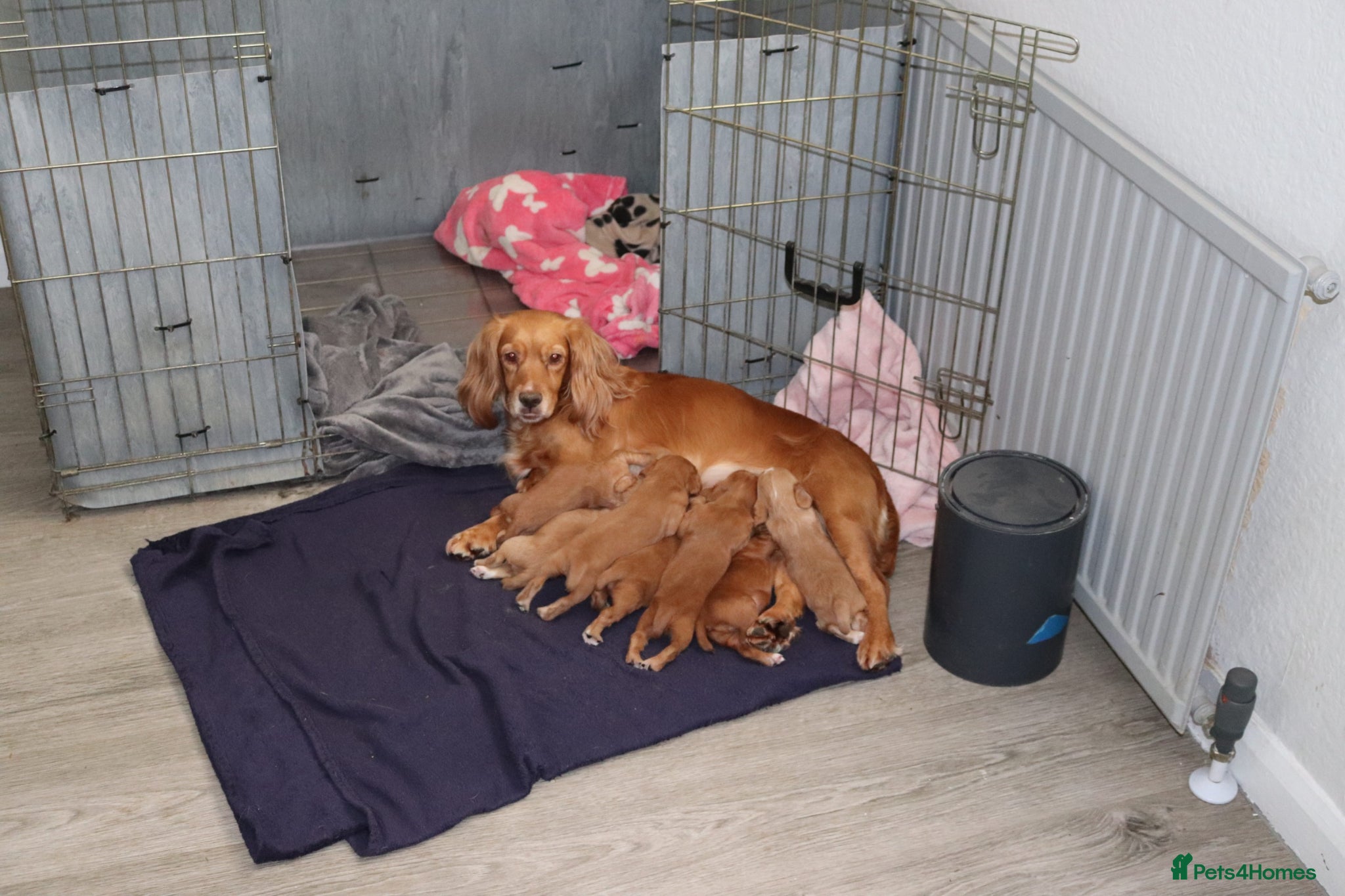 Cocker Spaniel dogs Stunning fox red working cocker spaniels  - Advert 2