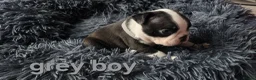 Boston Terrier dogs for sale: ⭐️KC registered beautiful Boston terrier puppies - Advert 29