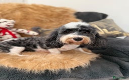 Shihpoo dogs for sale: 🩷 Beautiful Shihpoo Puppies available 💙 - Image 6