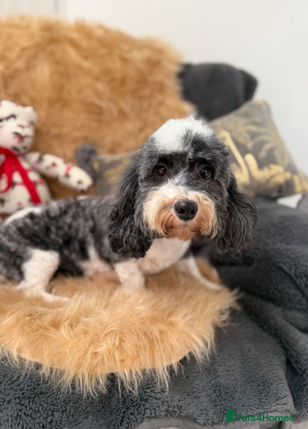 Shihpoo dogs for sale: 🩷 Beautiful Shihpoo Puppies available 💙 - Image 6